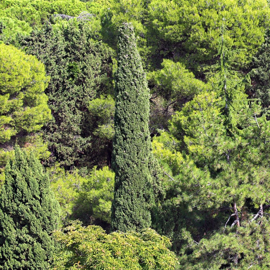 Cupressus sempervirens (Samen) - Echte-Zypresse