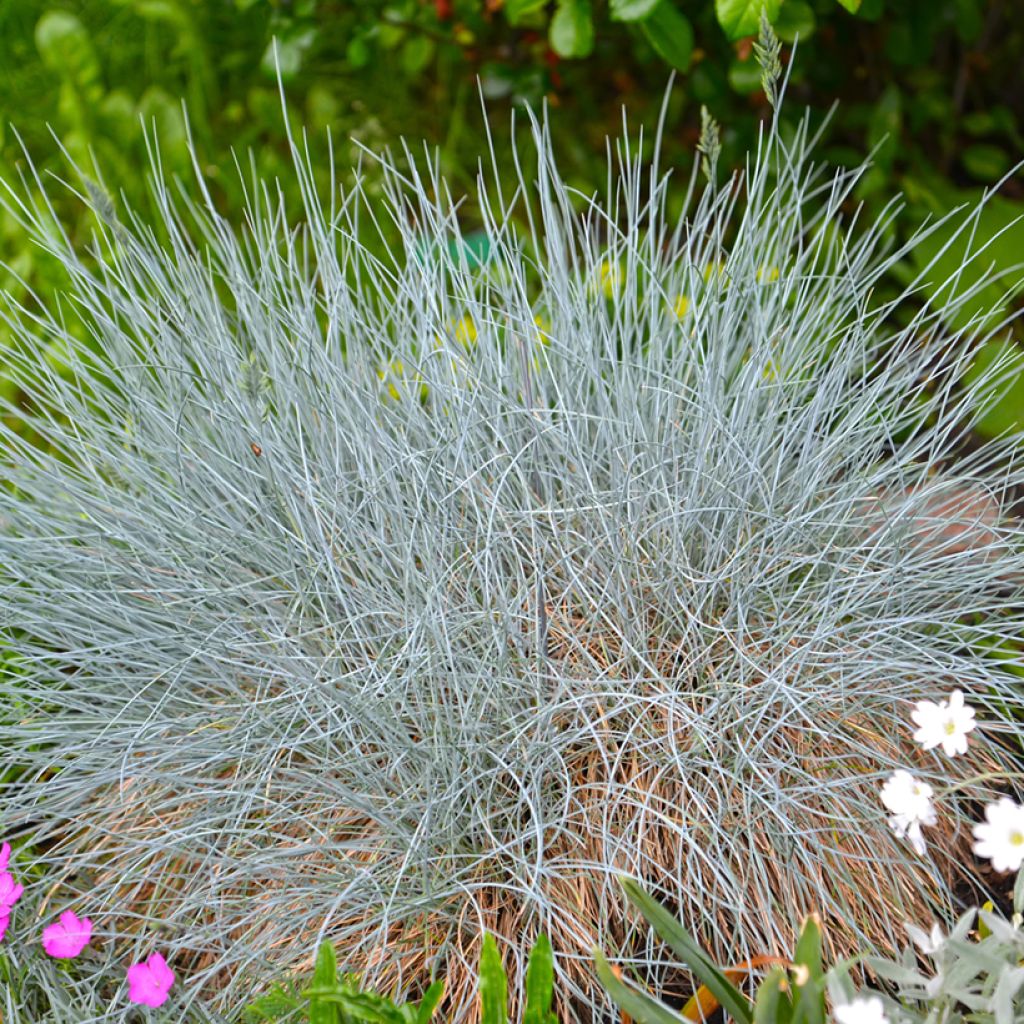 Blau-Schwingel (Samen) - Fetuca glauca
