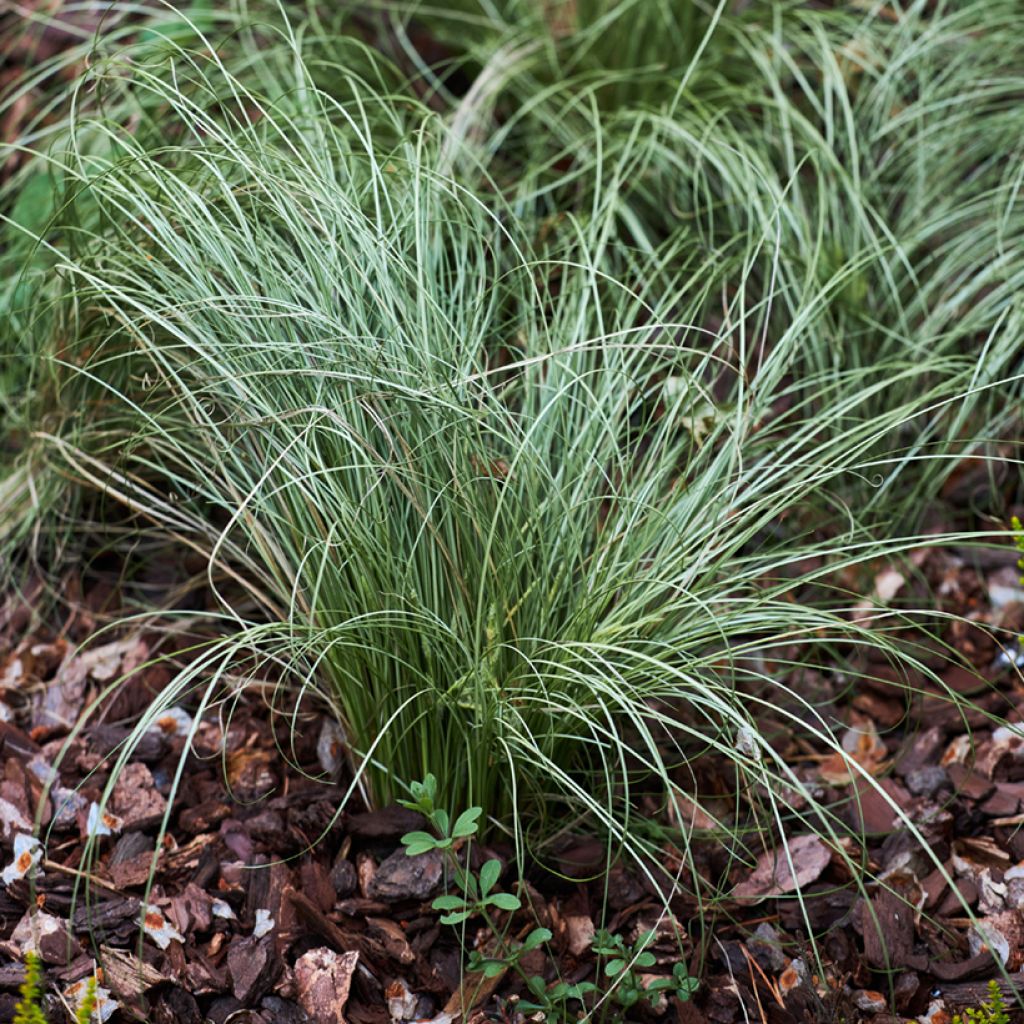 Blau-Schwingel (Samen) - Fetuca glauca