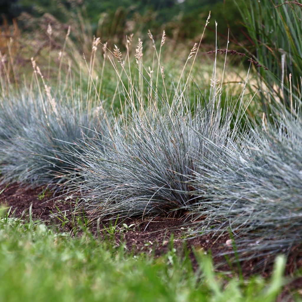 Blau-Schwingel (Samen) - Fetuca glauca