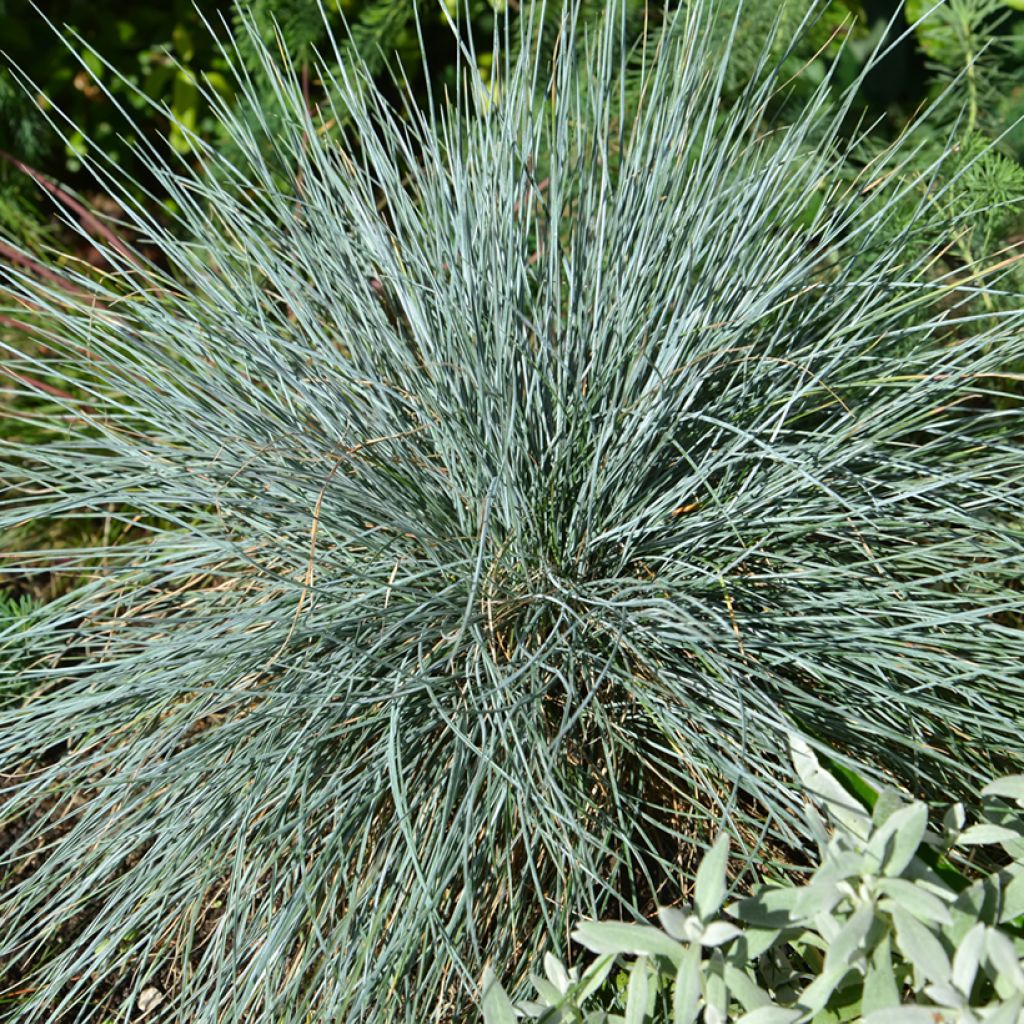 Blau-Schwingel (Samen) - Fetuca glauca