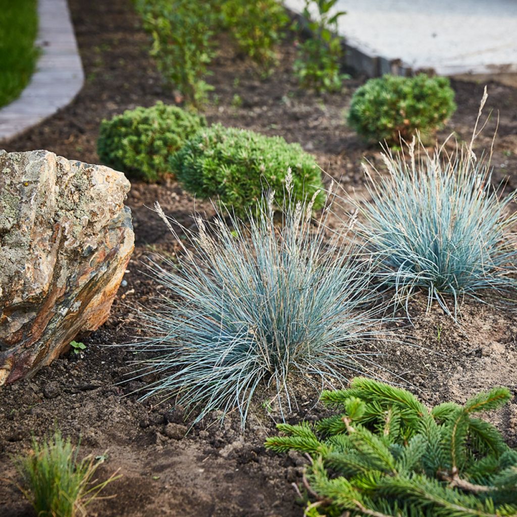 Blau-Schwingel (Samen) - Fetuca glauca
