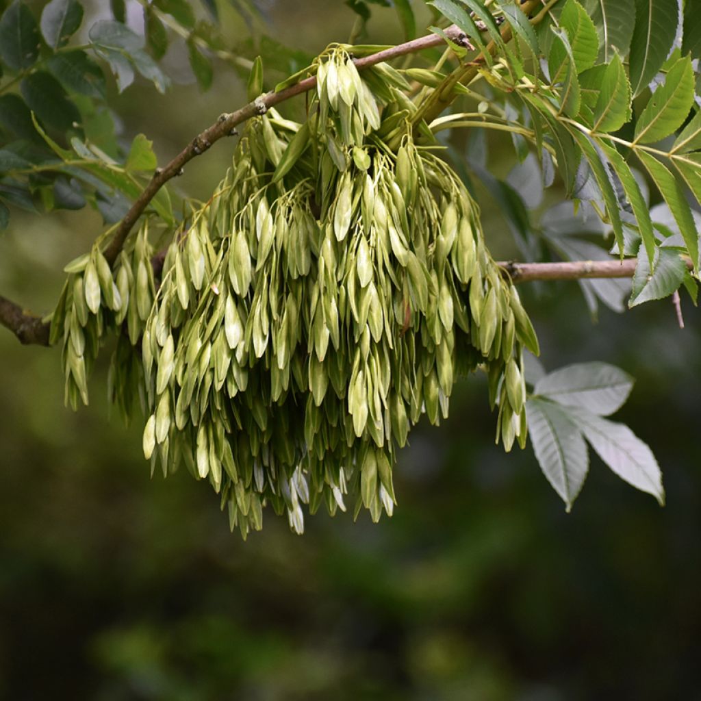 Gemeine Esche (Samen) - Fraxinus excelsior