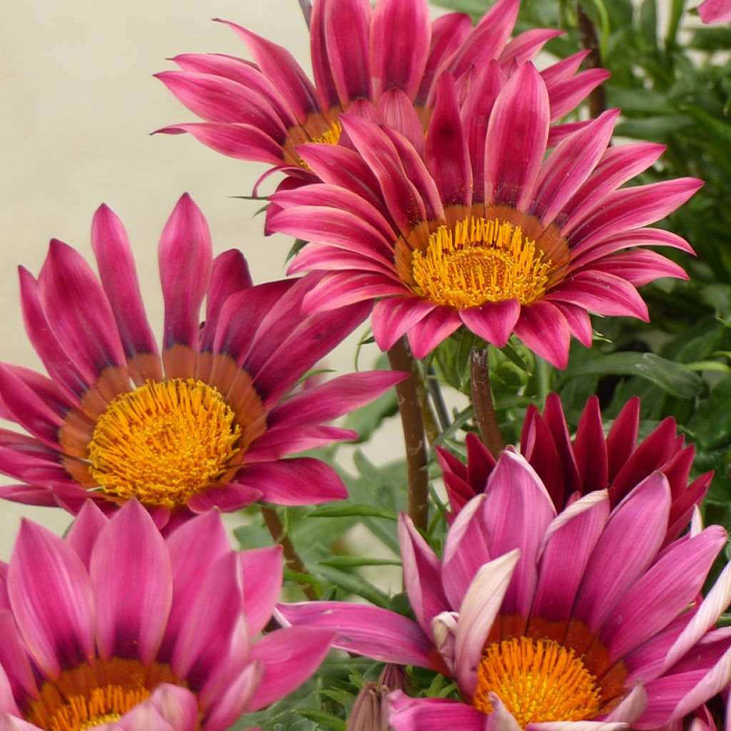 Gazanie rigens Zany Pink (Samen) - Gazania