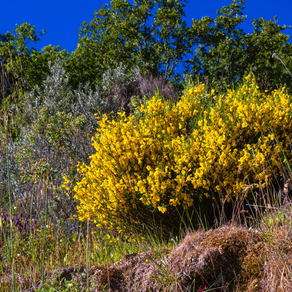 Edelginster (Samen) - Cytisus scoparius