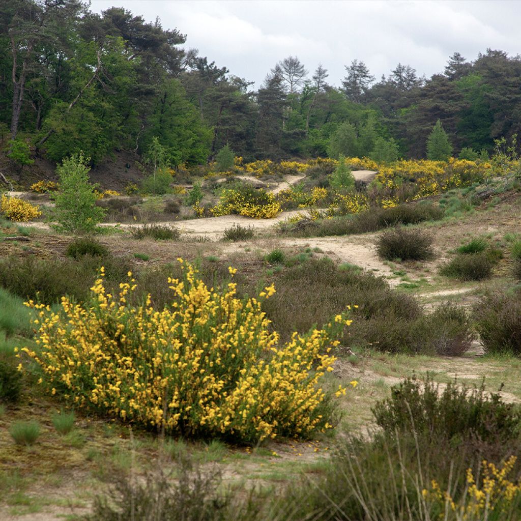 Edelginster (Samen) - Cytisus scoparius