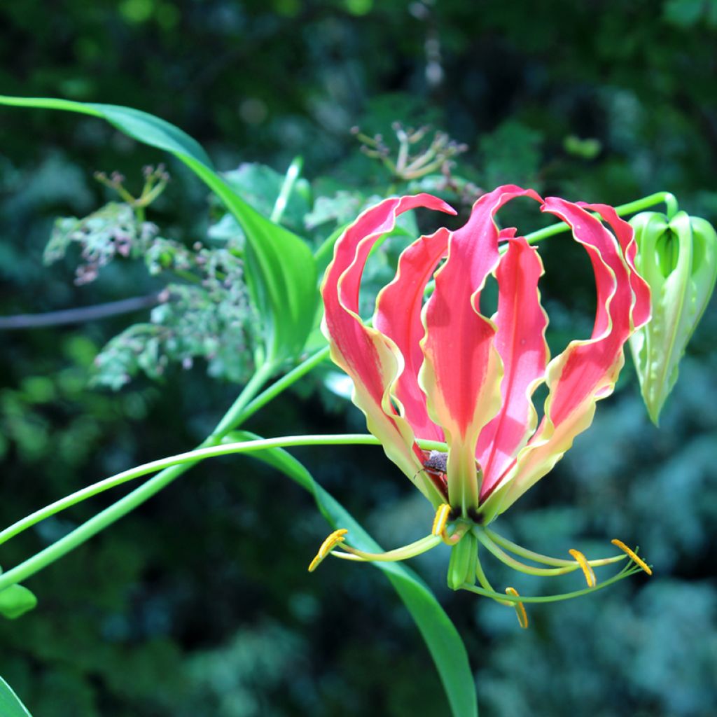 Gloriosa superba var. rothschildiana (Samen) - Ruhmeskrone