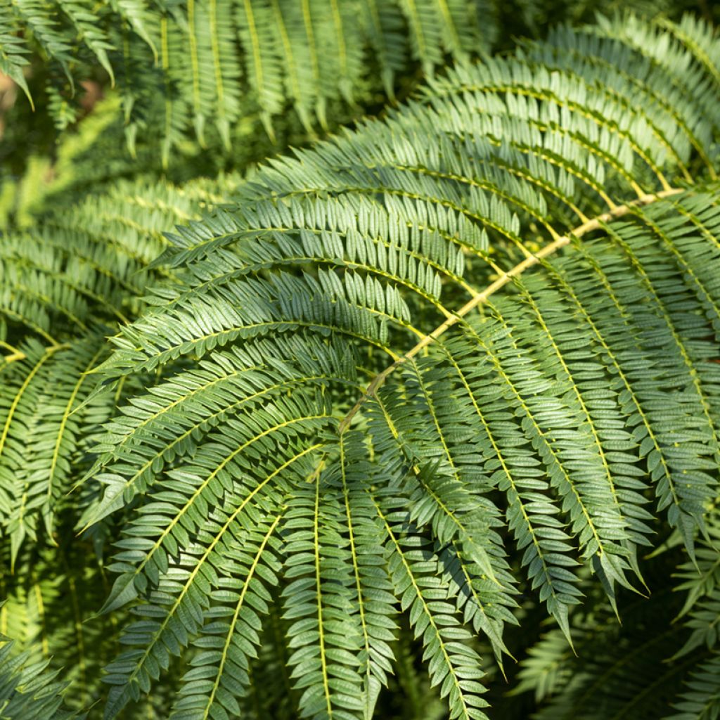 Jacaranda mimosifolia (Samen) - Palisanderholzbaum