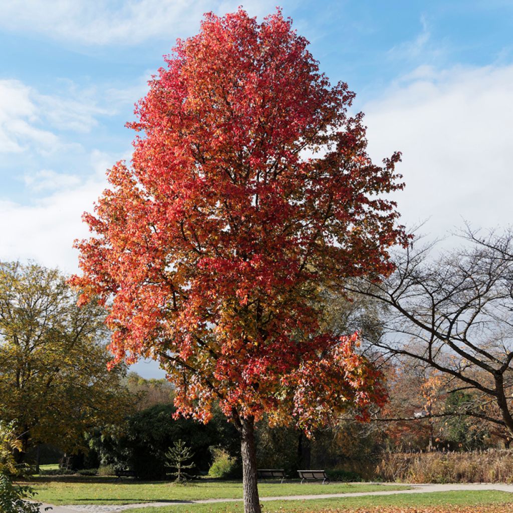 Liquidambar styraciflua (Samen) - Amberbaum