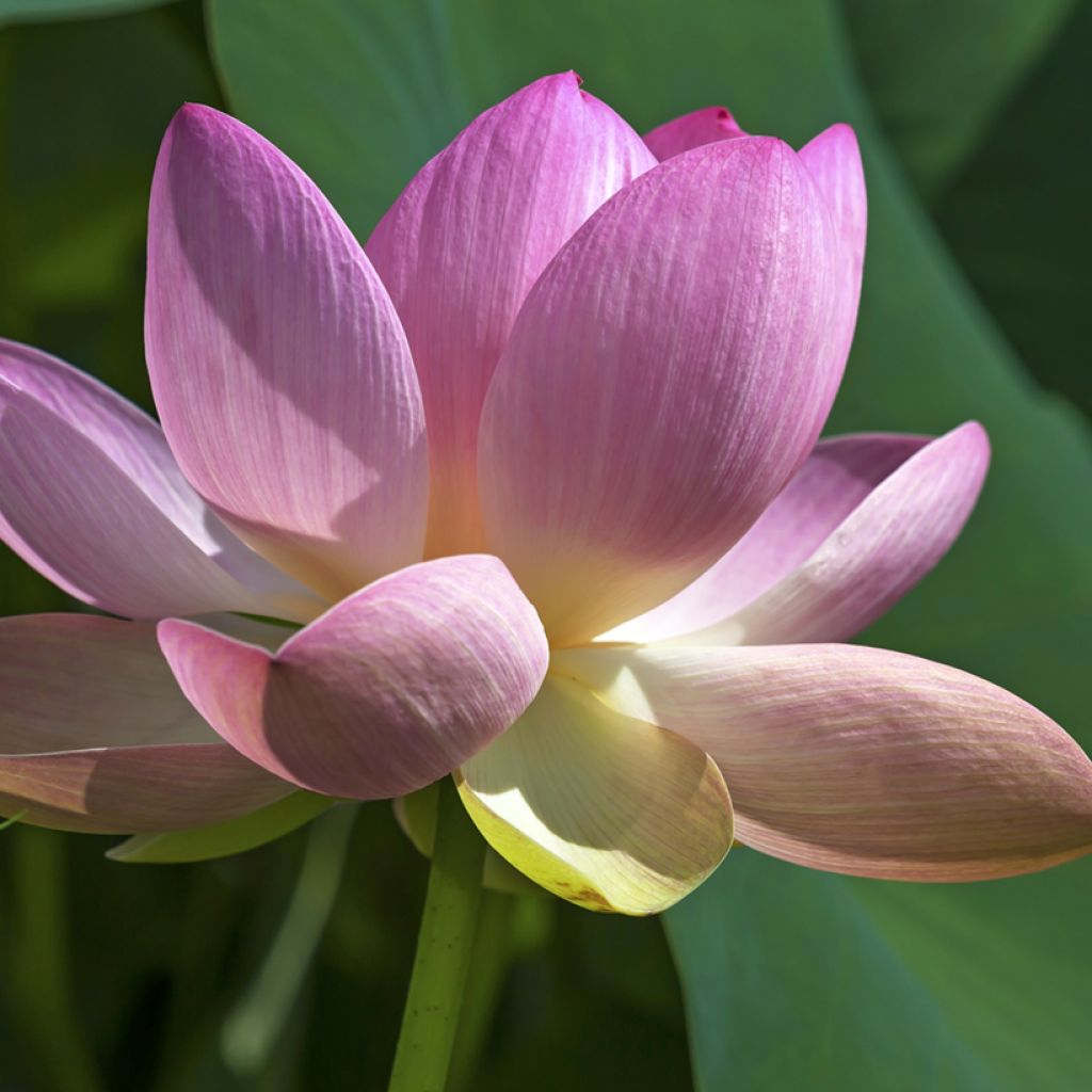Nelumbo nucifera (Samen) - Indische Lotosblume