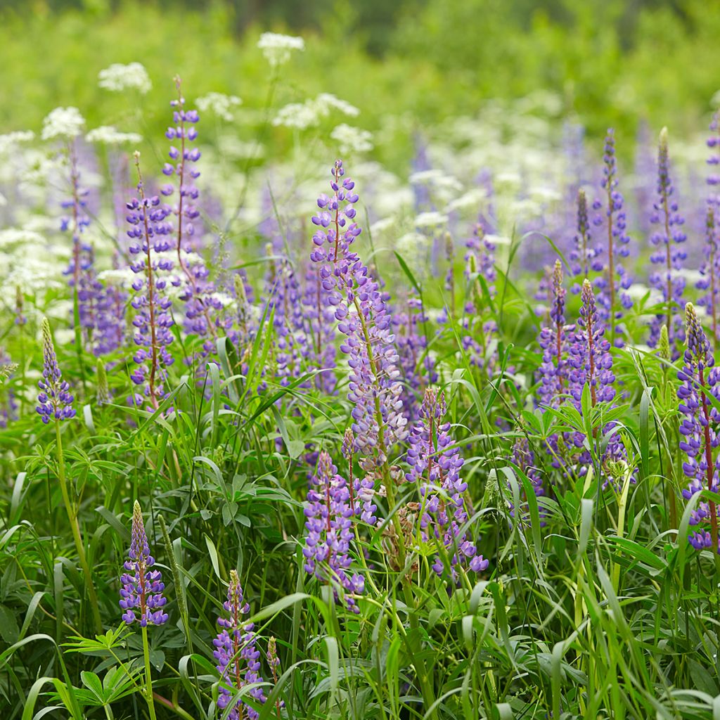Ausdauernde Lupine (Samen) - Lupinus perennis