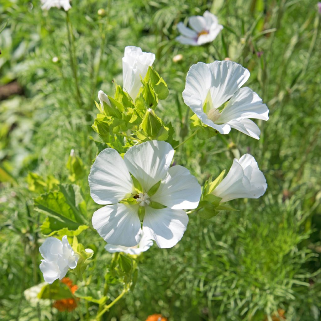 Malope trifida weisse (Samen)