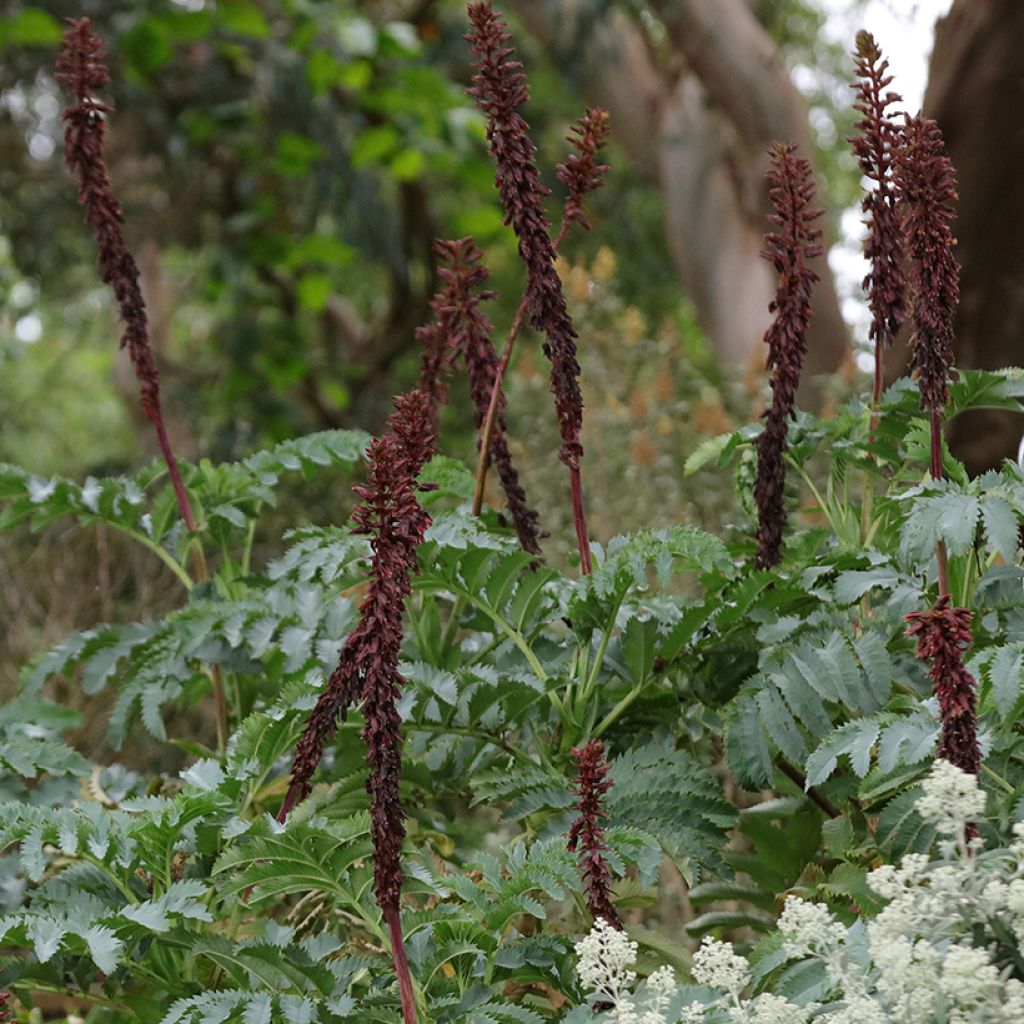 Melianthus major (Samen) - Honigstrauch