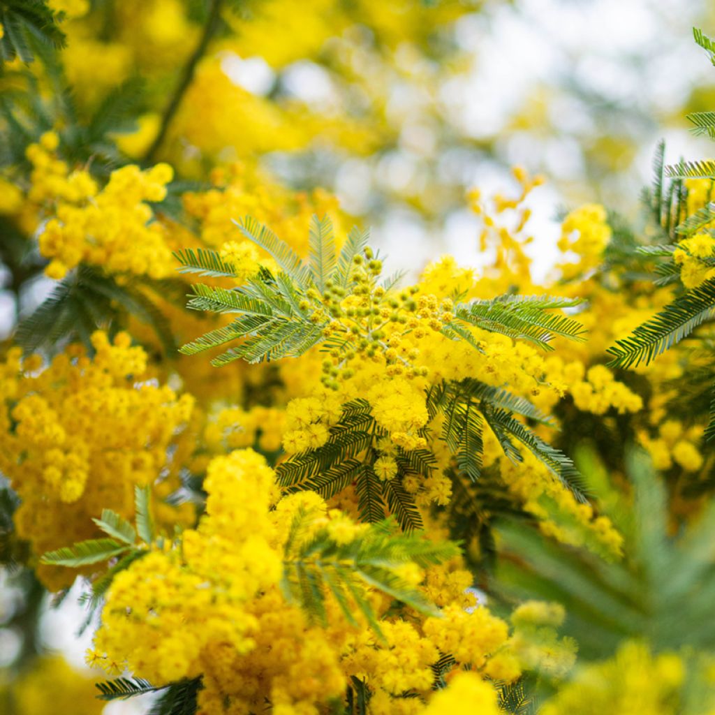 Acacia dealbata (Samen) - Silber-Akazie