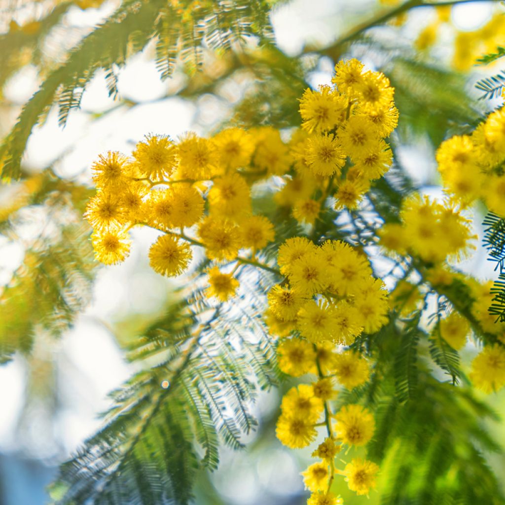 Acacia dealbata (Samen) - Silber-Akazie