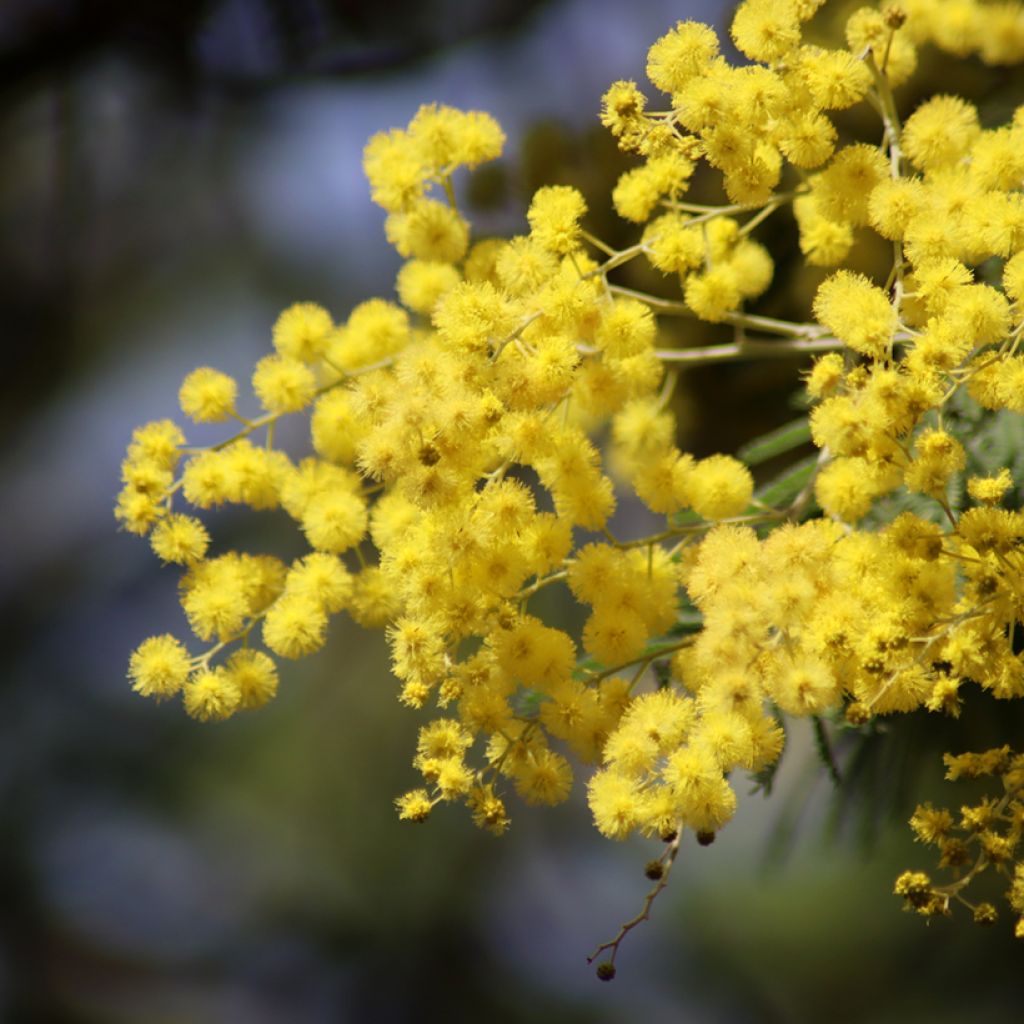 Acacia dealbata (Samen) - Silber-Akazie
