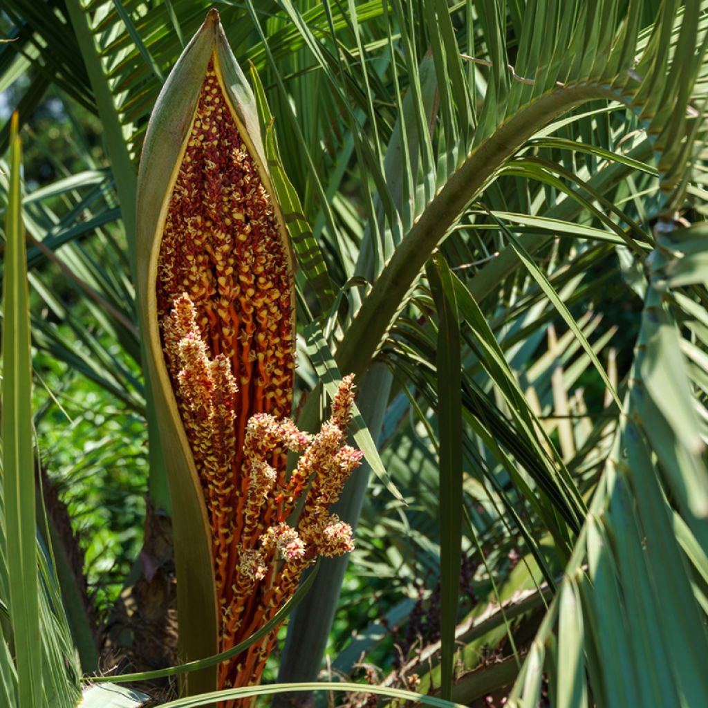 Butia capitata (Samen) - Butia-Palme