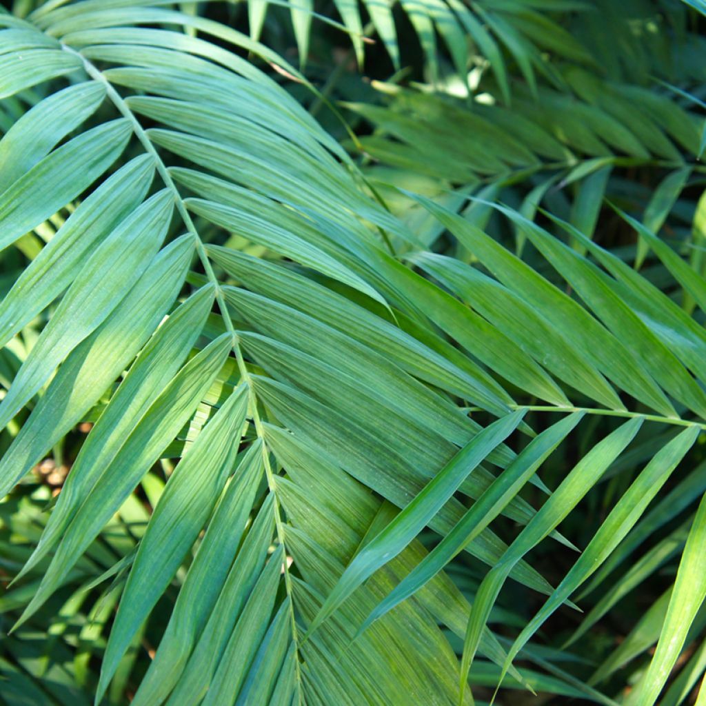 Mexikanische Bergpalme (Samen) - Chamaedorea elegans Collinea