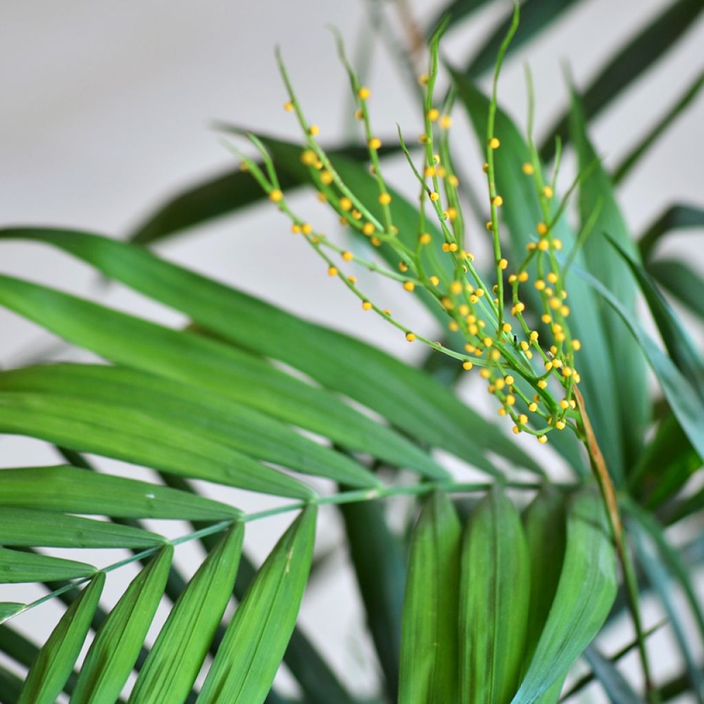 Mexikanische Bergpalme (Samen) - Chamaedorea elegans Collinea