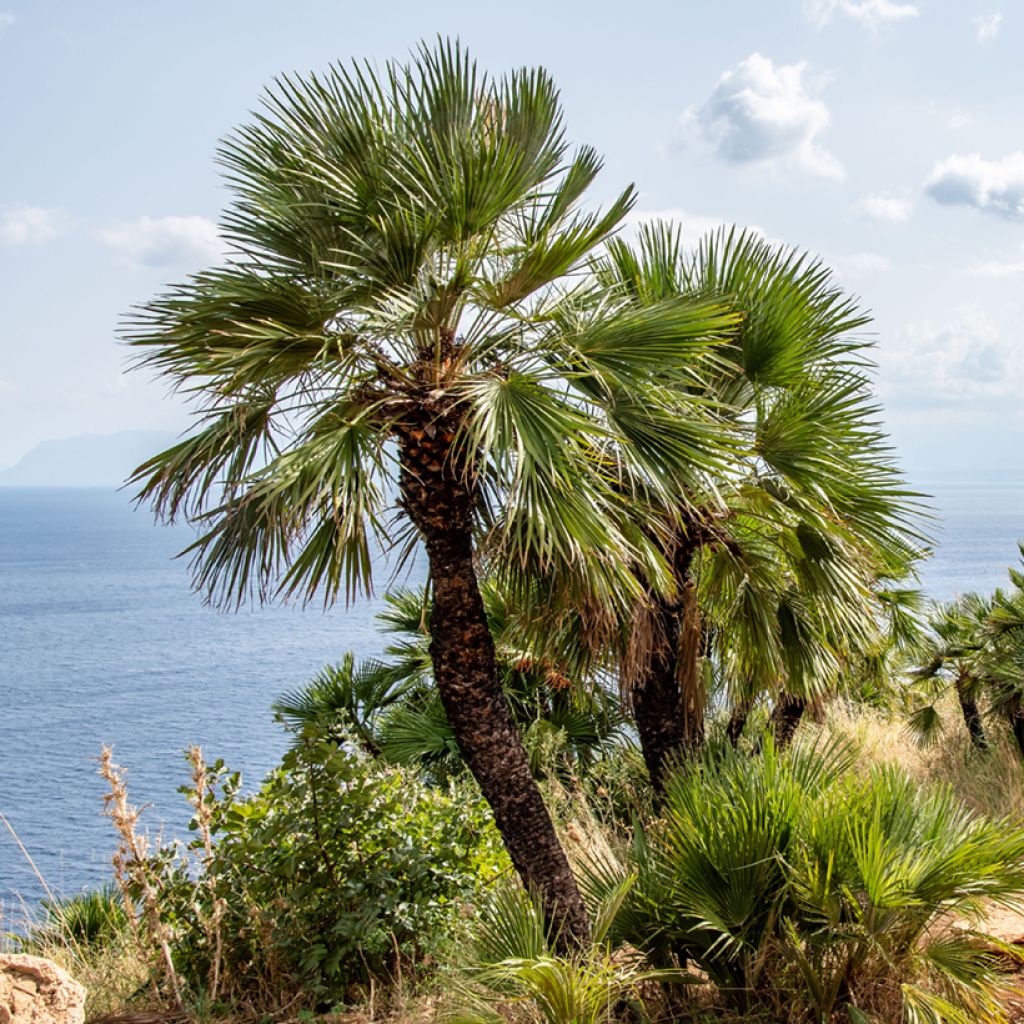 Chamaerops humilis (Samen) - Zwergpalme