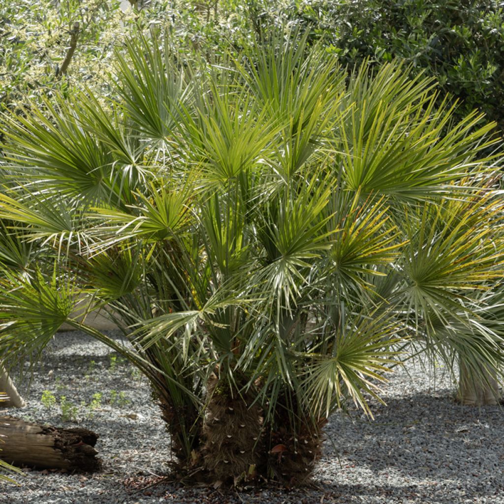 Chamaerops humilis (Samen) - Zwergpalme