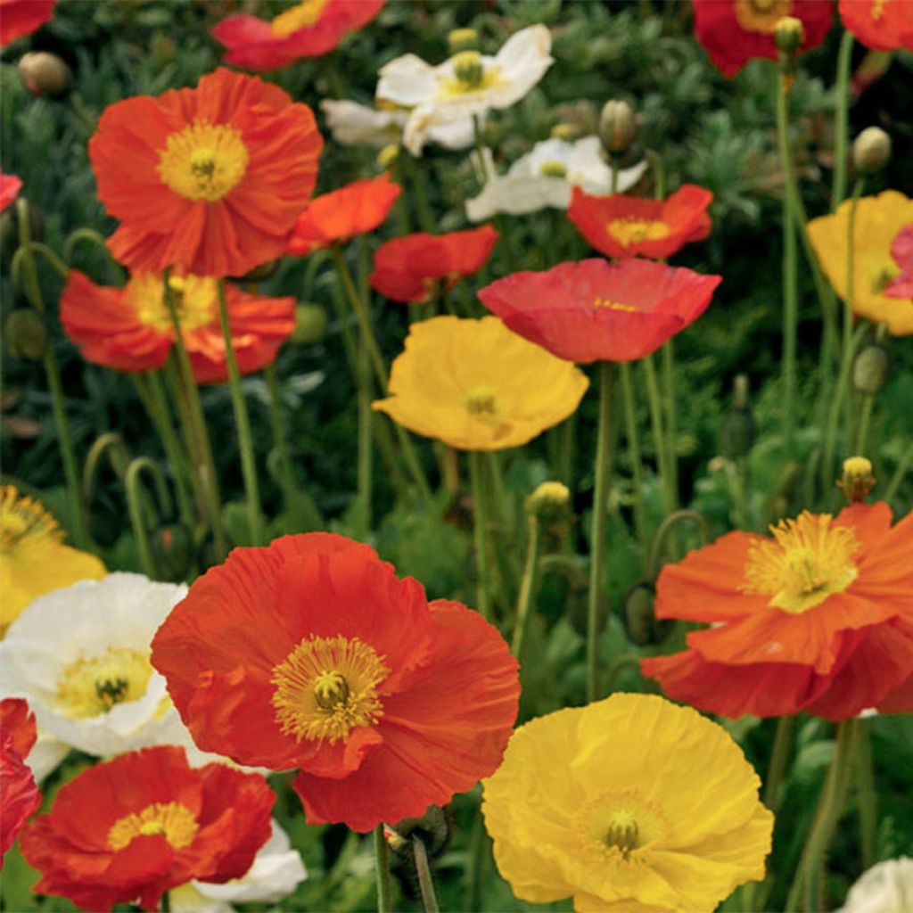 Papaver nudicaule Pulchinella Mixed (Samen) - Isländischer Mohn