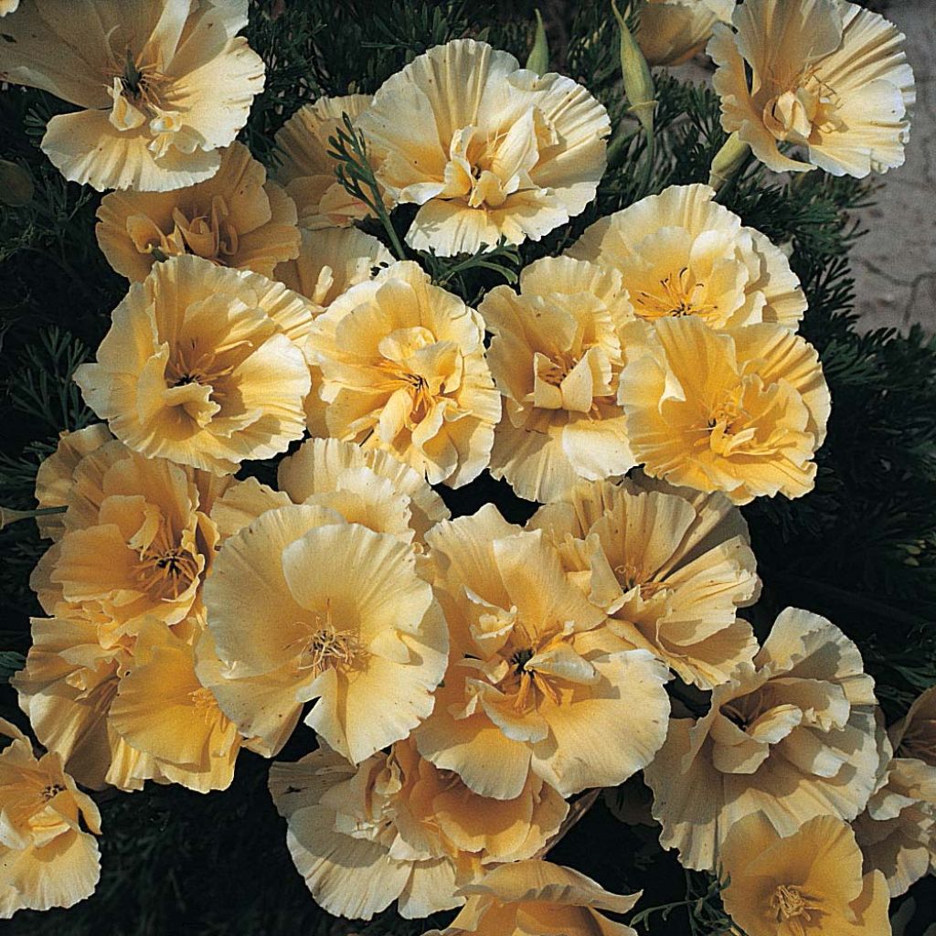 Goldmohn Buttermilk (Samen) - Eschscholzia californica