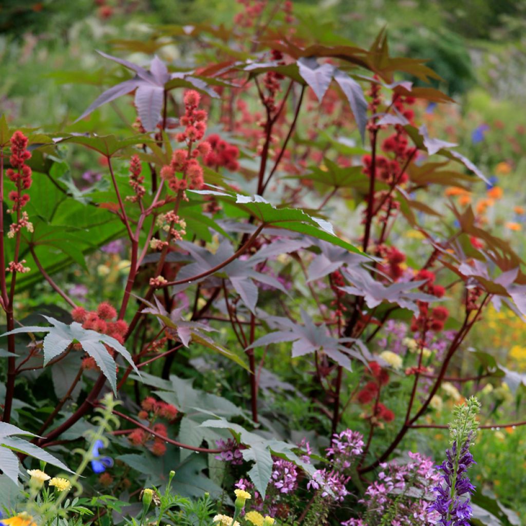 Ricinus communis (Samen) - Rizinus