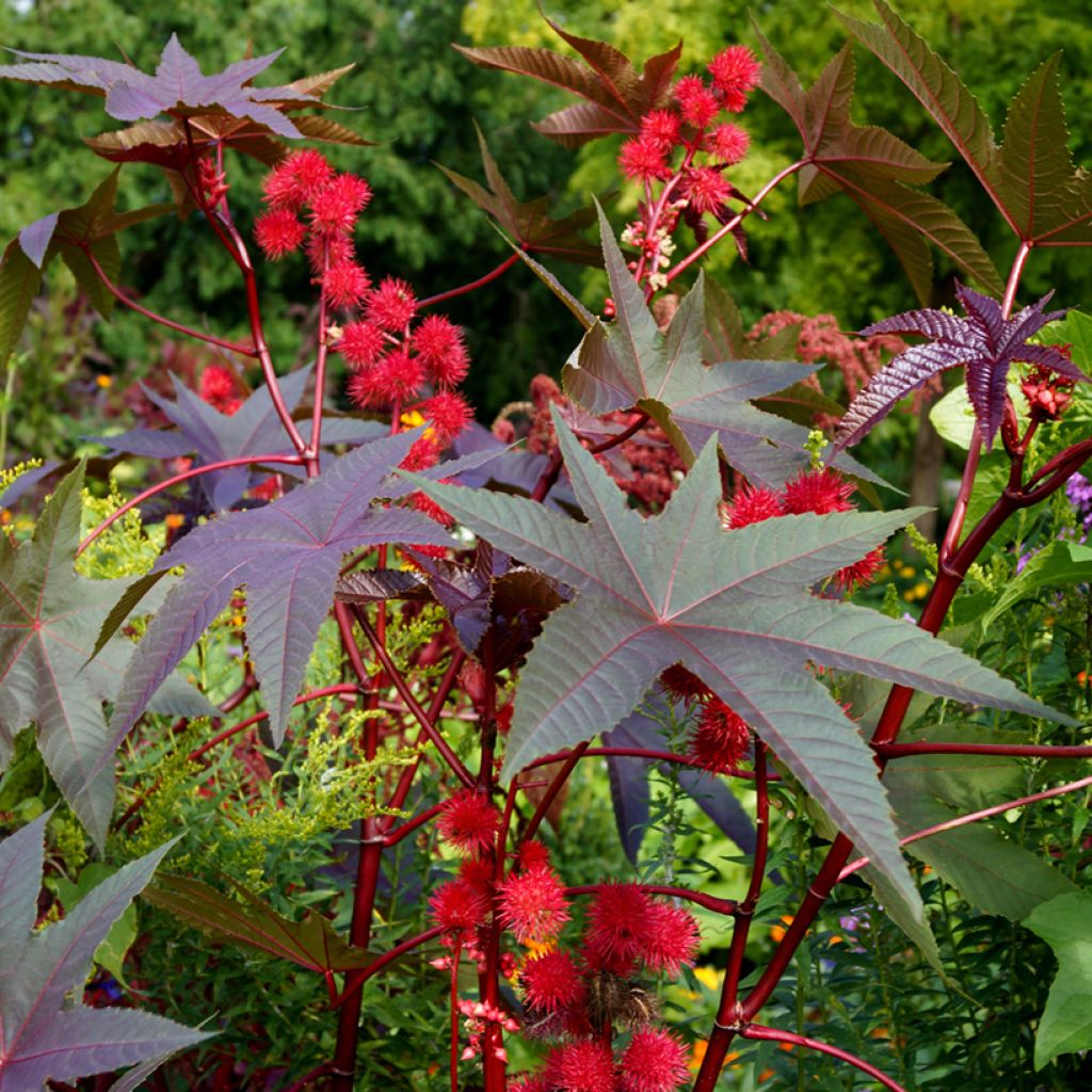 Ricinus communis (Samen) - Rizinus