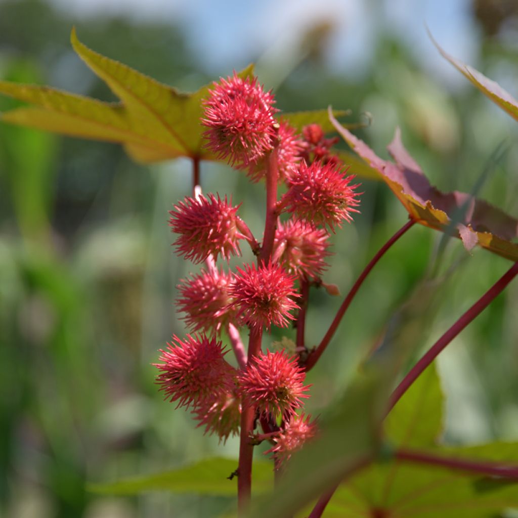 Ricinus communis (Samen) - Rizinus