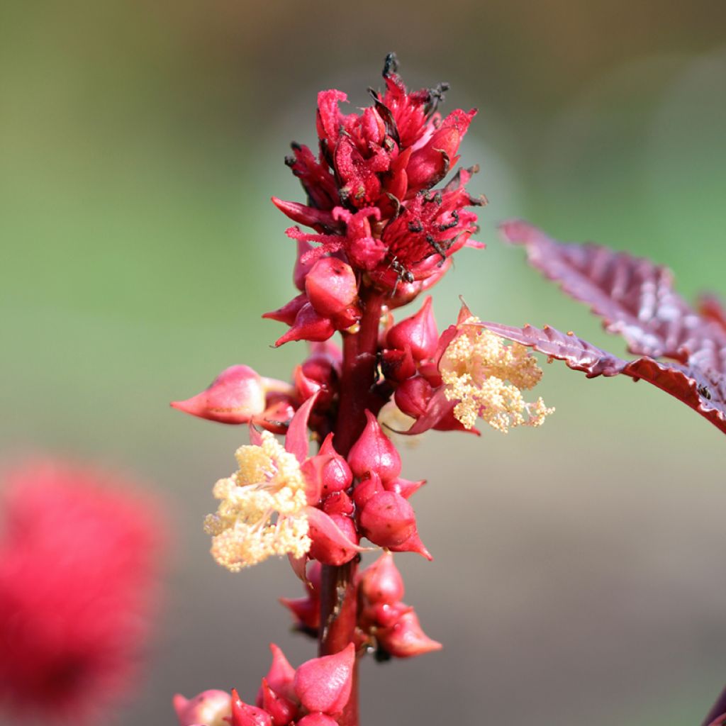 Ricinus communis (Samen) - Rizinus