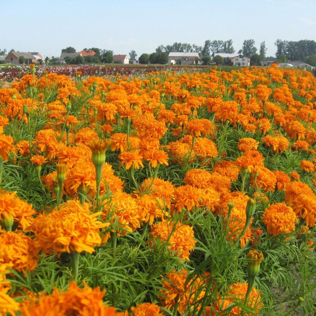 Aufrechte Studentenblume Fantastic Orange (Samen) - Tagetes