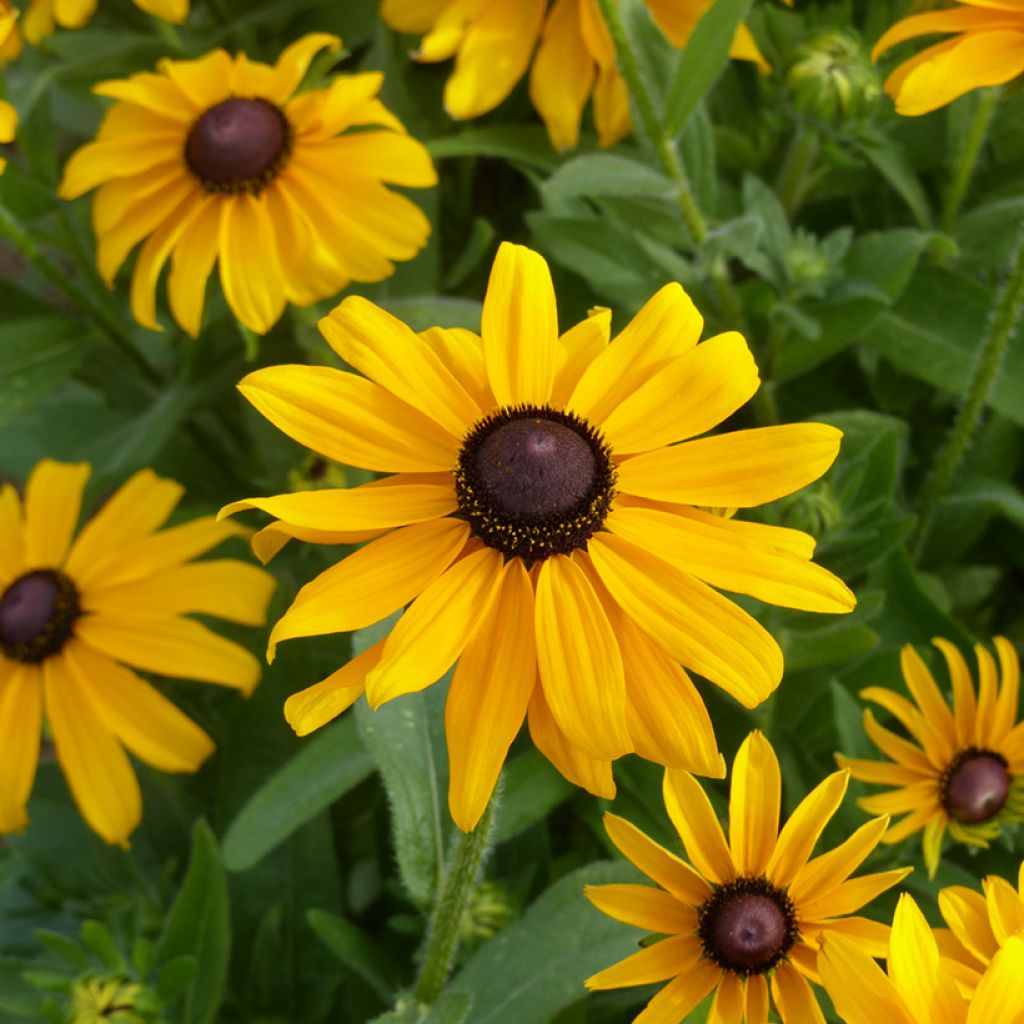 Rudbeckia Marmalade (Bio-Samen) - Rudbeckia hirta