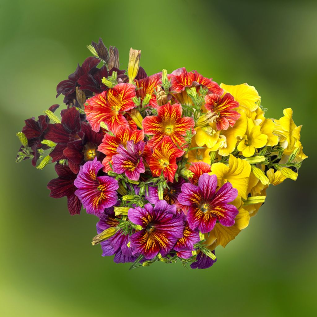 Salpiglossis sinuata Royale F1 Mix (Samen) - Trompetenzunge