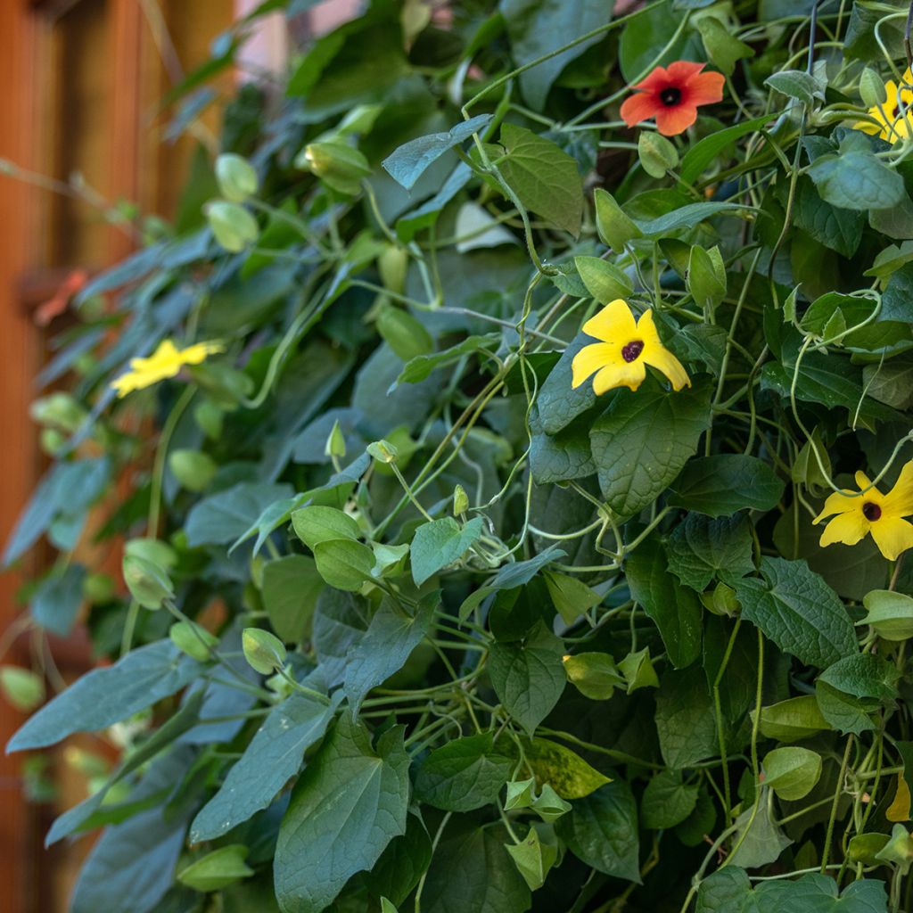Thunbergia alata (Samen)