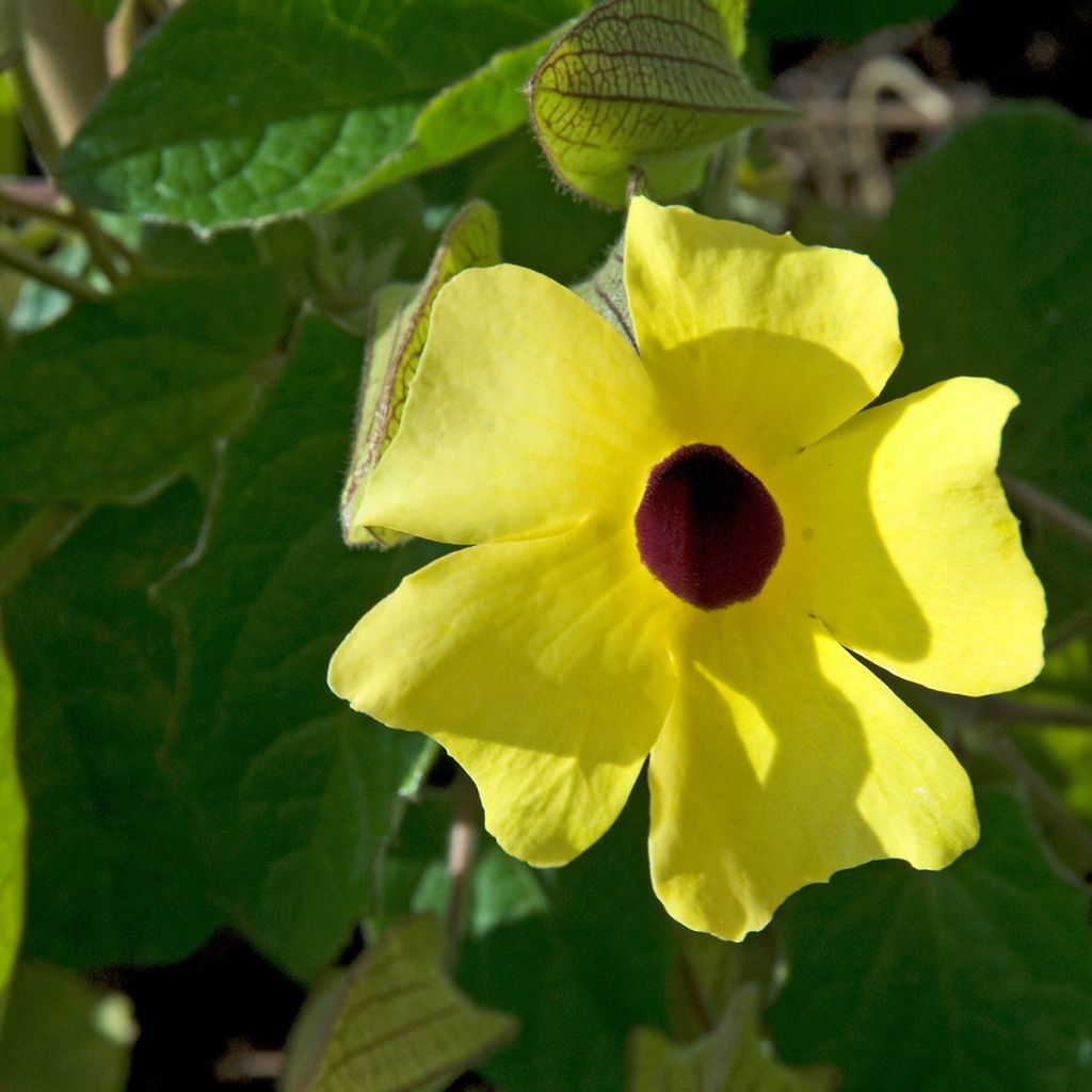 Thunbergia alata (Samen)