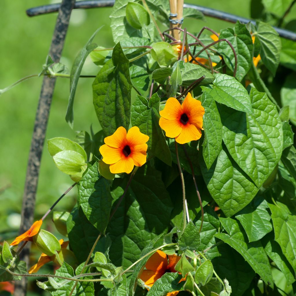 Thunbergia alata (Samen)