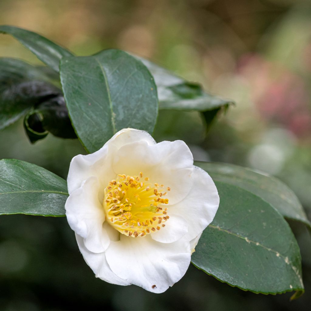 Camellia sinensis (Samen) - Chinesischer Teestrauch