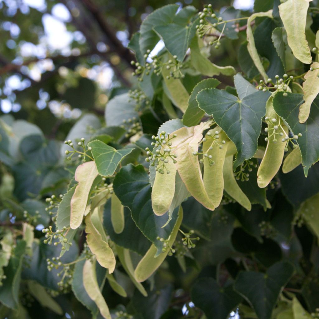 Winter-Linde (Samen) - Tilia cordata