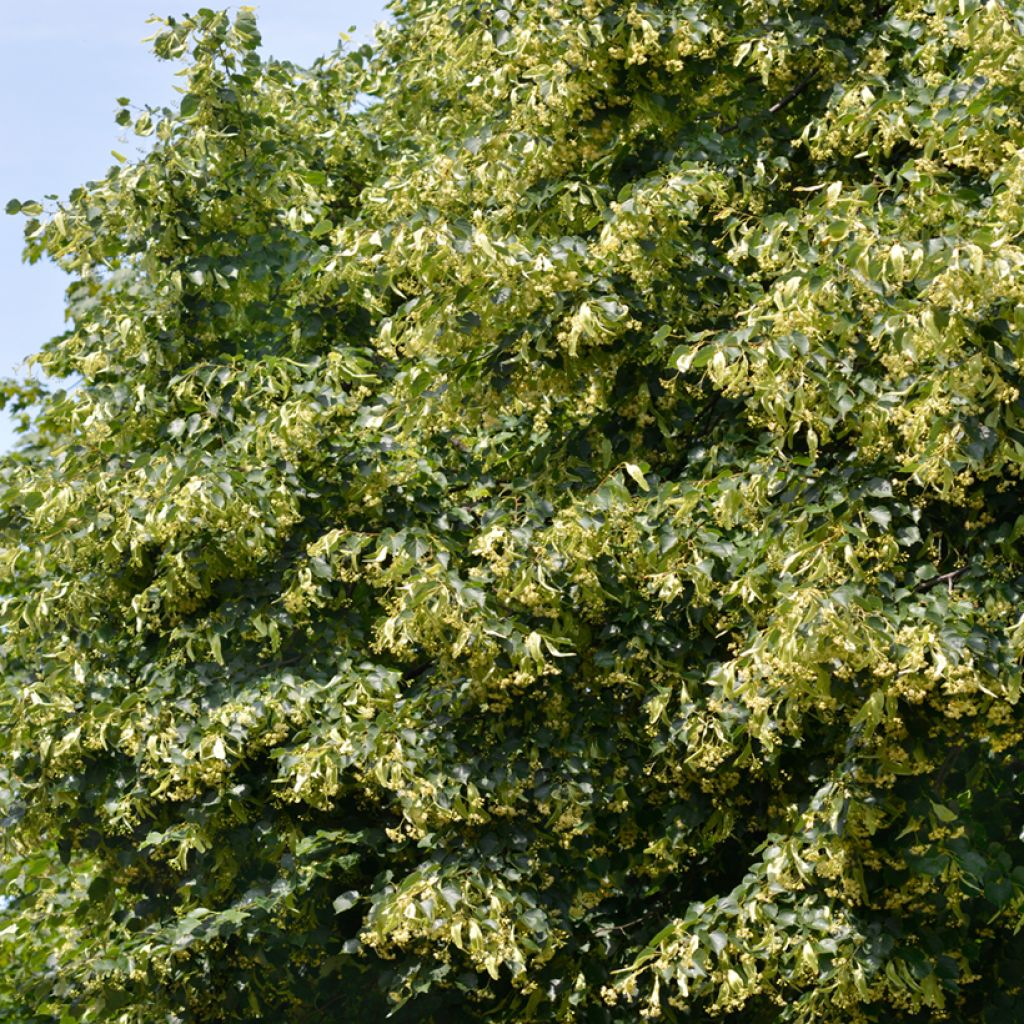 Winter-Linde (Samen) - Tilia cordata