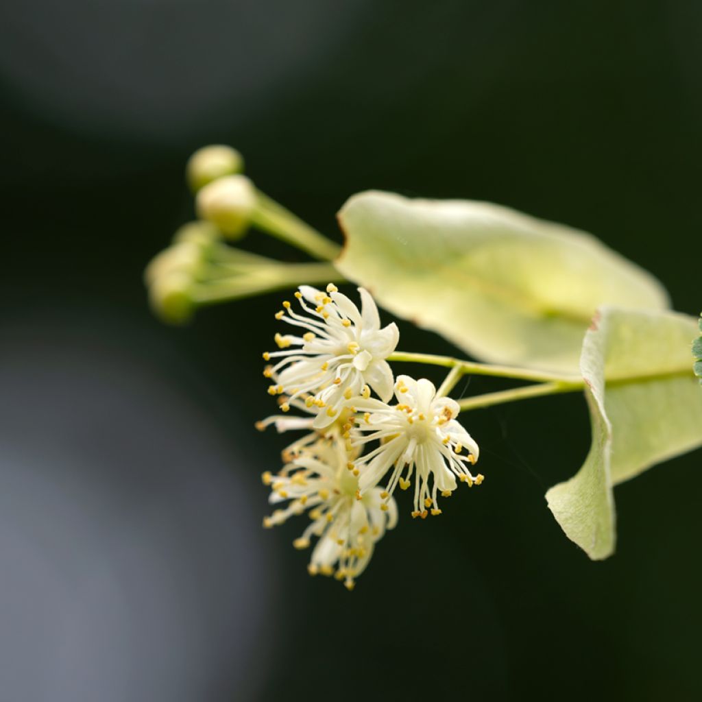 Winter-Linde (Samen) - Tilia cordata