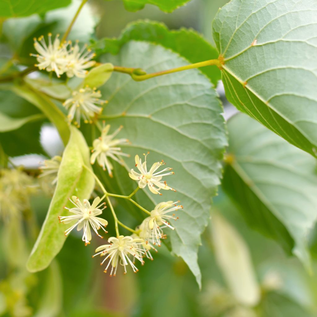 Winter-Linde (Samen) - Tilia cordata
