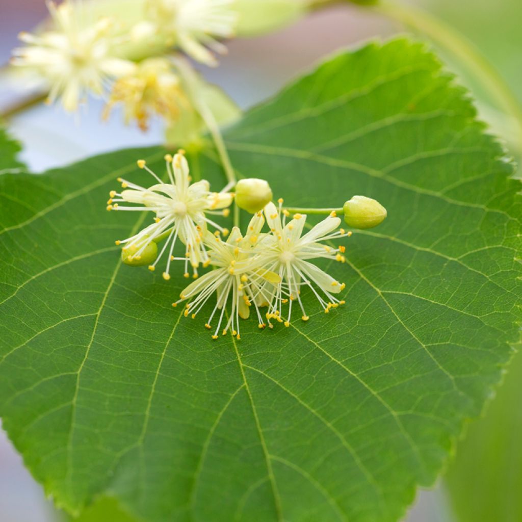 Winter-Linde (Samen) - Tilia cordata