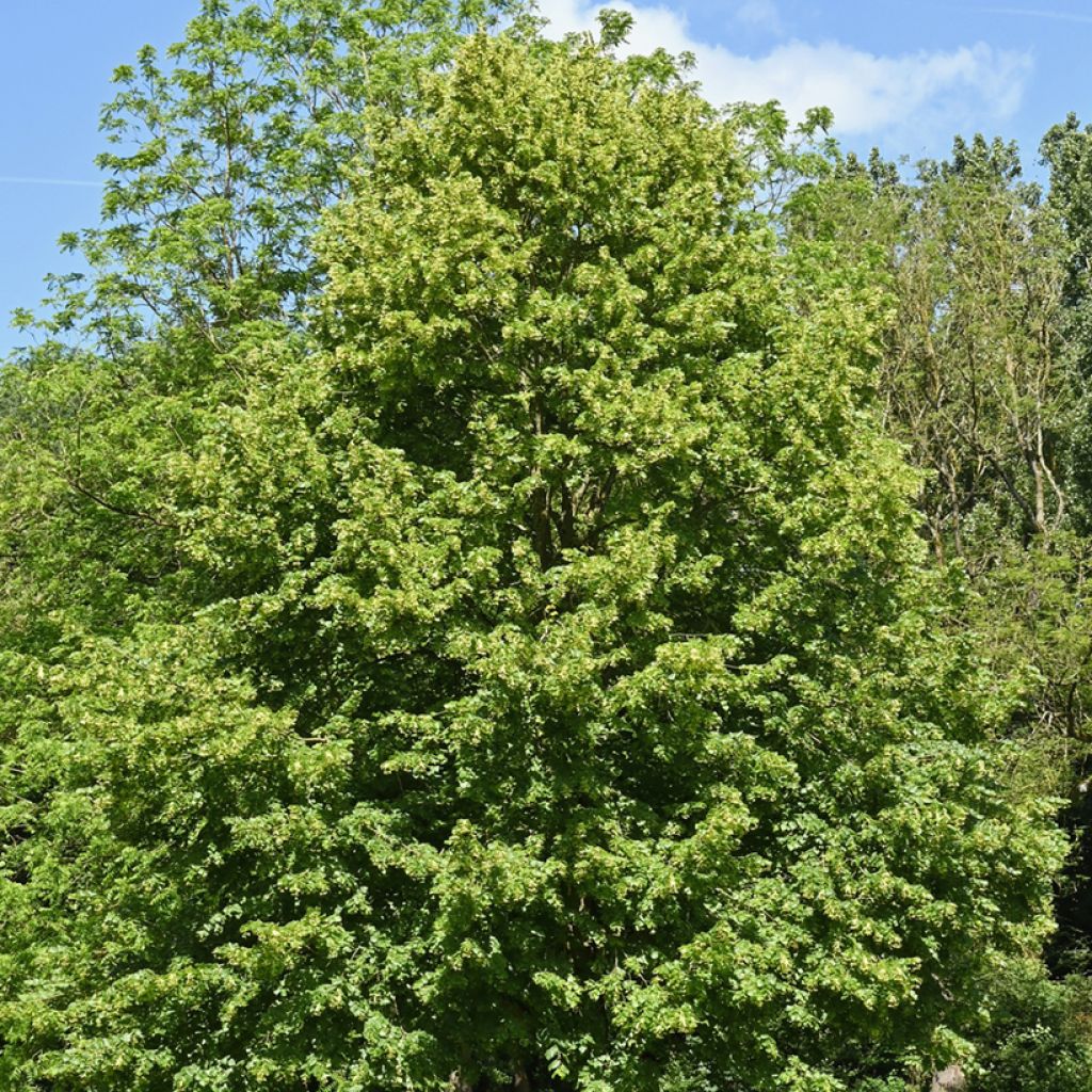 Winter-Linde (Samen) - Tilia cordata