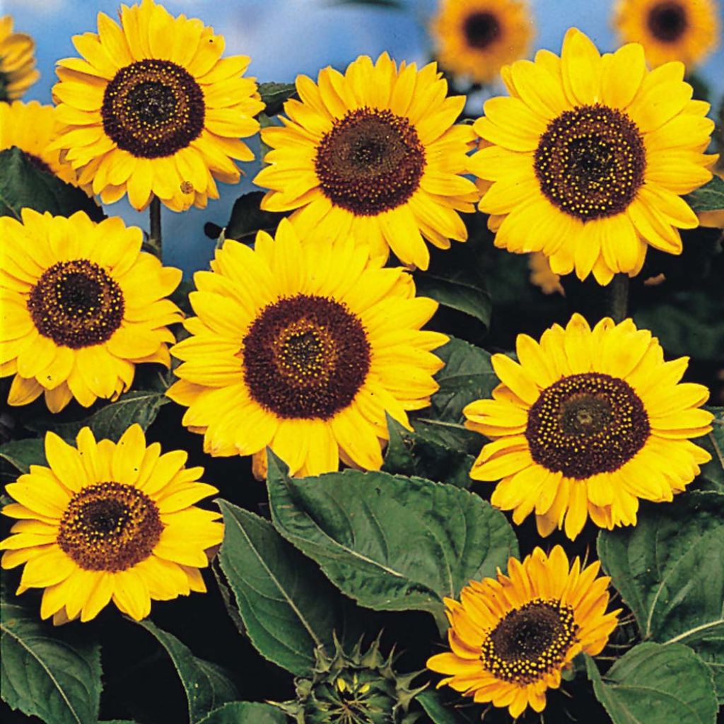Sonnenblume Prado Yellow (Samen) - Helianthus