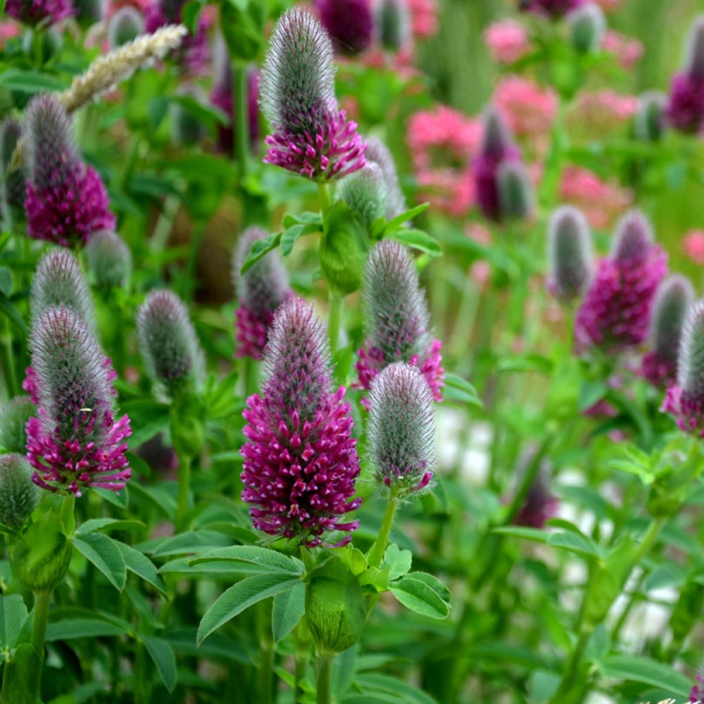 Rotköpfiger Klee (Samen) - Trifolium rubens