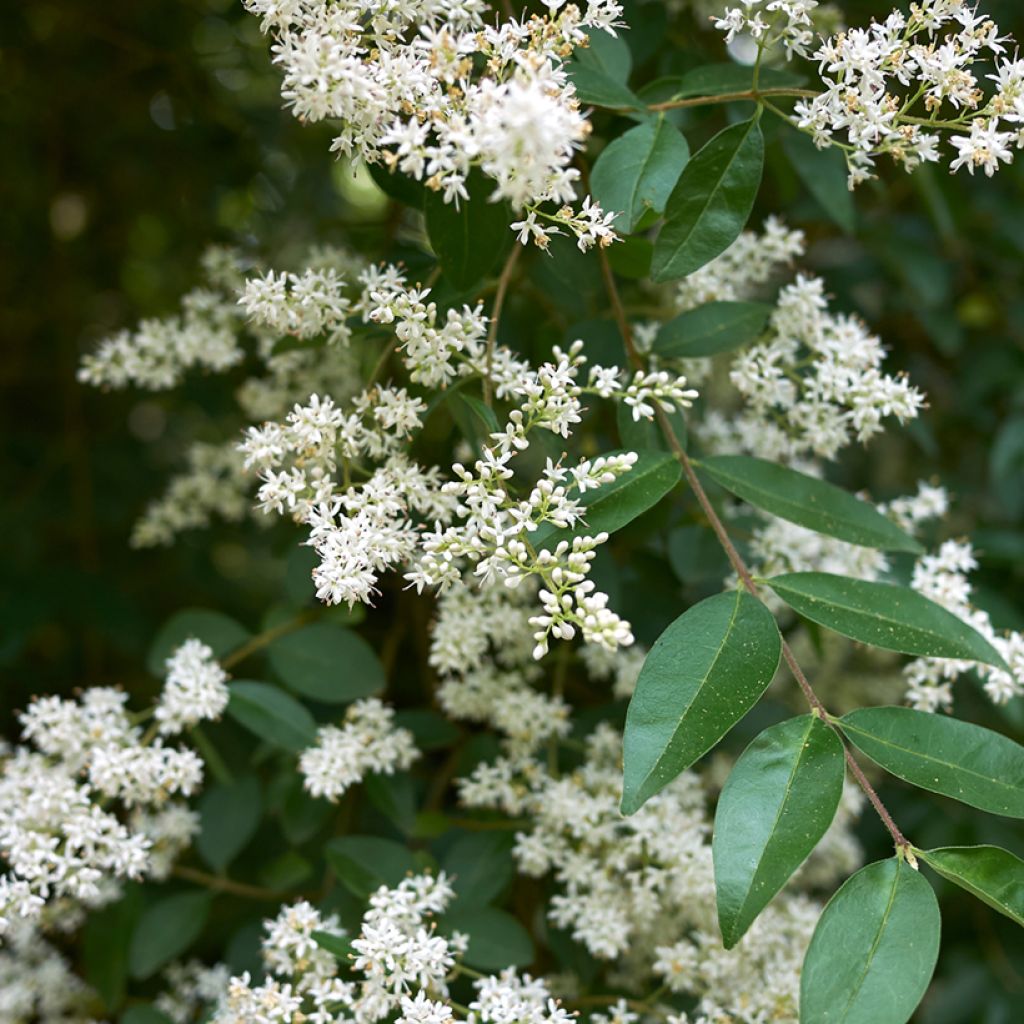 Gemeiner Liguster (Samen) - Ligustrum vulgare