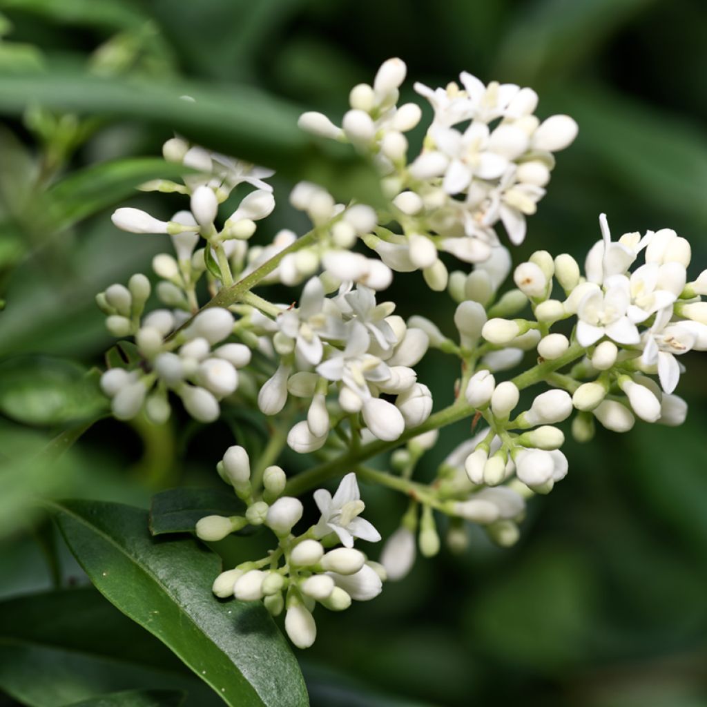 Gemeiner Liguster (Samen) - Ligustrum vulgare
