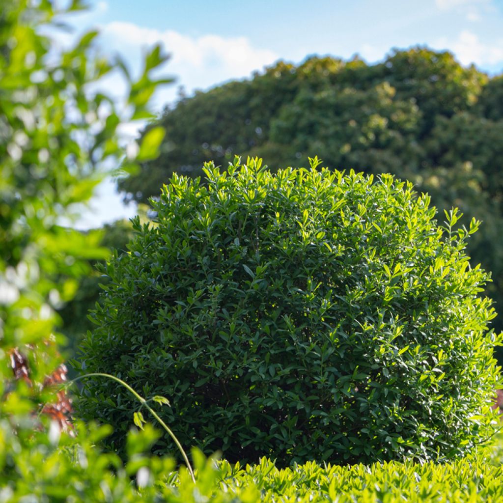 Gemeiner Liguster (Samen) - Ligustrum vulgare