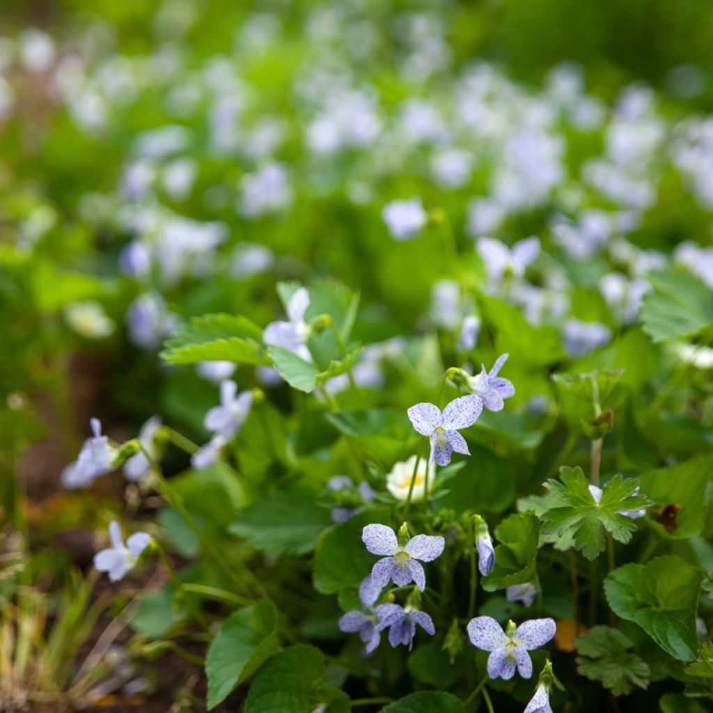 Viola sororia Freckles (Samen) - Pfingst-Veilchen